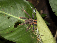 Avicularia hirschii