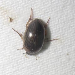 Tropisternus collaris