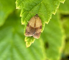 Clepsis consimilana