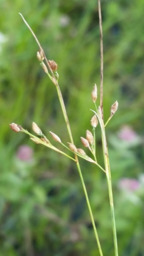 Fewflower beaksedge