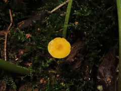 Pluteus admirabilis