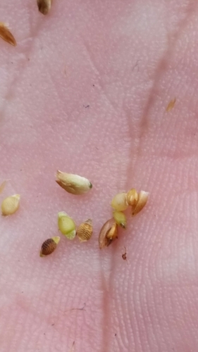 Rhynchospora rariflora image