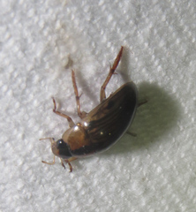 Tropisternus collaris