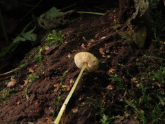 Pluteus admirabilis