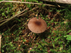 Pluteus nanus