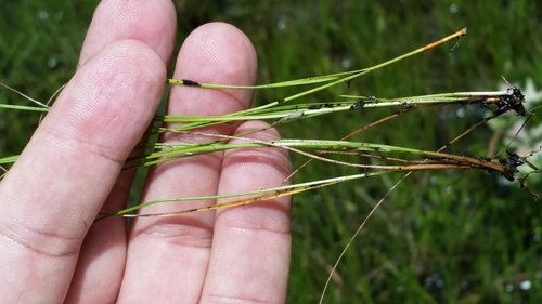Image of Rhynchospora rariflora by (c) Jay Horn, some rights reserved (CC BY)