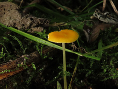 Pluteus admirabilis