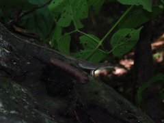 Anolis unilobatus