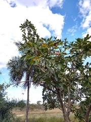 Eriotheca gracilipes