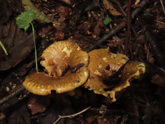 Paxillus rubicundulus