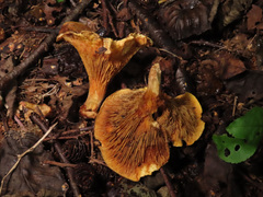 Paxillus rubicundulus