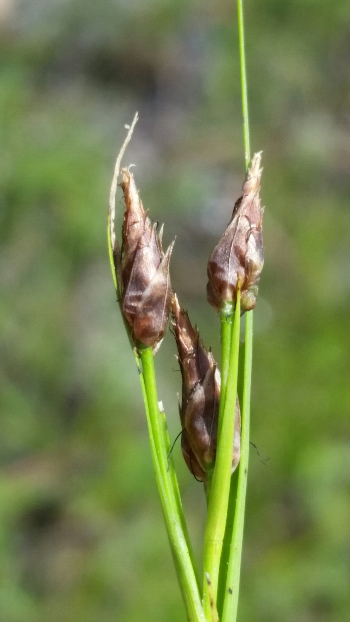 Rhynchospora eximia