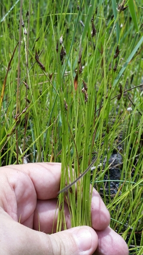 Image of Rhynchospora eximia by (c) Jay Horn, some rights reserved (CC BY)