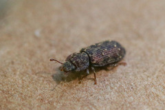 Namunaria pacifica