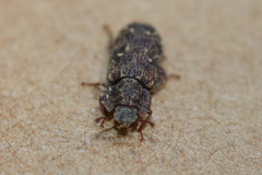 Namunaria pacifica