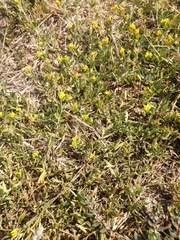 Medicago falcata