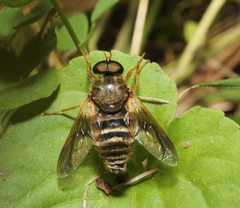 Goniops chrysocoma