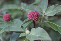 Cornus capitata