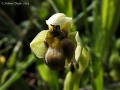 Ophrys bombyliflora