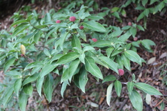 Cornus capitata
