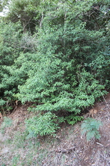 Cornus capitata