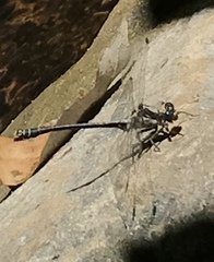 Octogomphus specularis