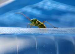 Closterotomus