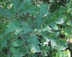 Quercus × bebbiana