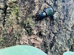 Odontotaenius disjunctus