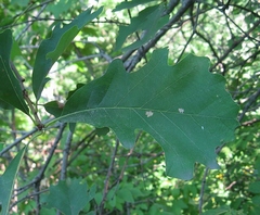 Quercus × bebbiana