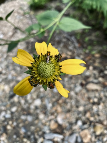 Pure Green Sweat bee photographed in North Carolina
