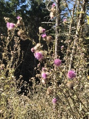 Cirsium edule