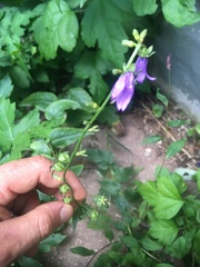 Campanula rapunculoides