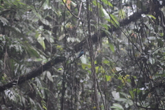 Campylopterus ensipennis