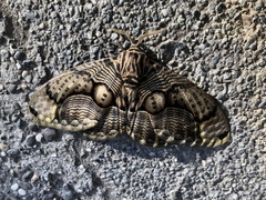 Brahmaea wallichii insulata