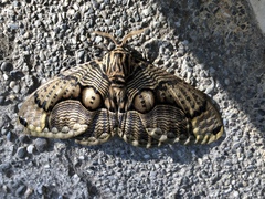 Brahmaea wallichii insulata