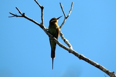 Merops superciliosus