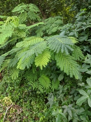 Albizia julibrissin julibrissin