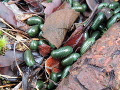 Zoosphaerium neptunus