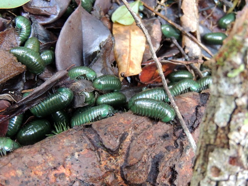 Zoosphaerium neptunus