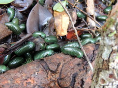 Zoosphaerium neptunus