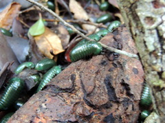 Zoosphaerium neptunus