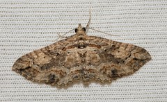 Horisme plagiographa