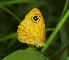 Ypthima sesara