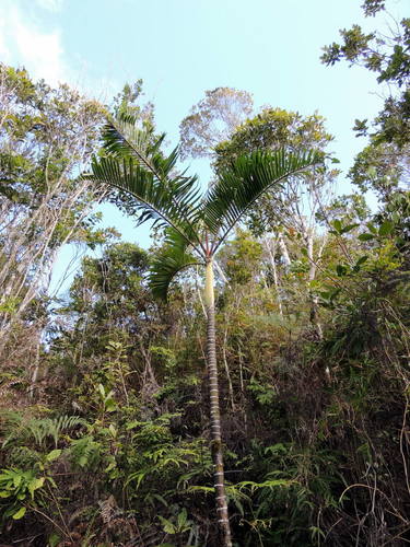 Dypsis baronii image