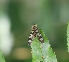 Panorpa carolinensis
