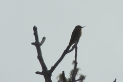 Merops superciliosus