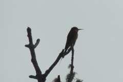 Merops superciliosus