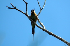 Merops superciliosus