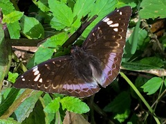 Lexias aeetes